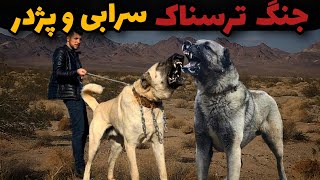 مبارزه ی خطرناک سگ سرابی وپژدر|کدوم نژاد سگ میتونه برنده باشه 🔥سرابی یا پژدر؟؟