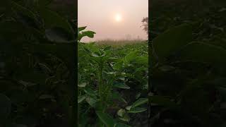 #shorts #plants #sunrise #farming #sun