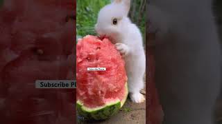 Rabbit eating watermelon #rabbit #eating #watermelon #sound