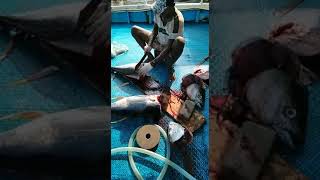 fish cutting Amazing sea fish fishing