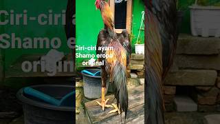 ayam shamo eropa original ciri ciri ayam shamo ori