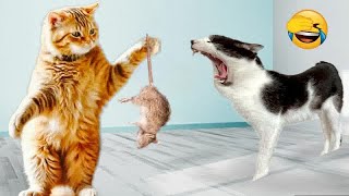 🐕 Cats Doing the Most Unexpectedly Funny Things 🐈 Funny And Cute Animal Videos 2024 🙀