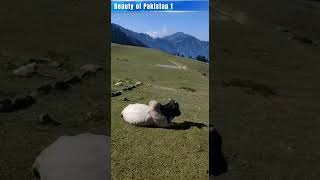 Mera Piyara Pakistan, Meri Shan Pakistan, Meri Pehchan Pakistan #Beautyofpakistan1