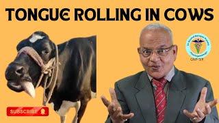 Decoding the Enigma: Why Do Cows Roll Their Tongues? | Insights by GNP Sir