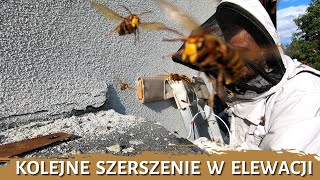 Kolejne szerszenie w elewacji - usuwanie gniazda - likwidacja gniazda - gniazdo szerszeni