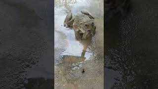 Frog vs Snake | Frog eating snake | #snake #frog