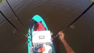 Red drum fishing using a live bait (shrimp)