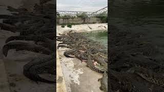 Food Delivery for Crocodiles