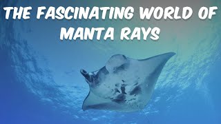 The Fascinating World of Manta Rays