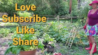 Adriese Kitchen 69 Vegetable Garden Update Part 2