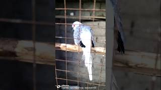 Diamond dove/ڈائمنڈ ڈاؤ/ #birds#bird #birdslover #cute #animals #breakingnews