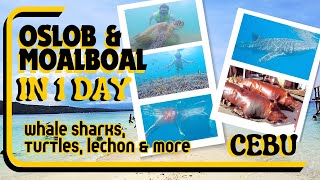 OSLOB & MOALBOAL, CEBU (WHALE SHARKS, TURTLES & LECHON) FULL EXPERIENCE