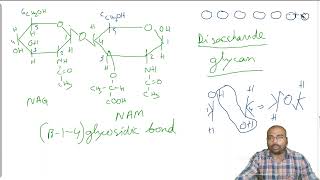 bacteria cell wall Class XI