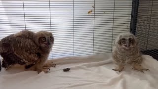 The Owls First Time Meeting Each Other