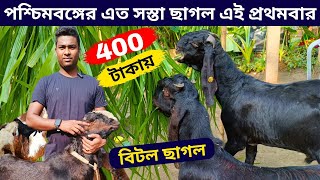 পশ্চিমবঙ্গে এত সস্তা ছাগল পাওয়া যাচ্ছে এই প্রথমবার। মাত্র ৪০০ টাকা কেজিতে বিটেল ছাগল বিক্রি হচ্ছে।