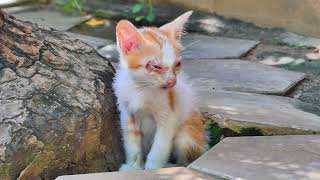 Looking to the most pity little abandoned kitten in the pagoda