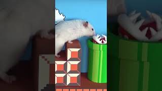 Mario maze & cute hamster #shorts