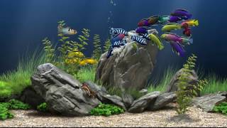 Dream Aquarium-10 Fish Tanks (Full-HD)