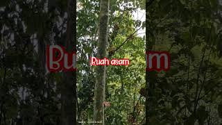 #buahbuahan