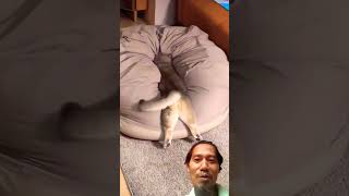 tingkah lucu kucing loncatnya eh #kucinglucu #kucing #funnycats #cat #videokucing #trendingshorts