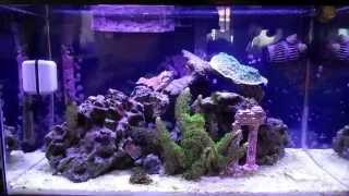 How to setup a 10 Gallon Nano Reef Tank , How to do water changes