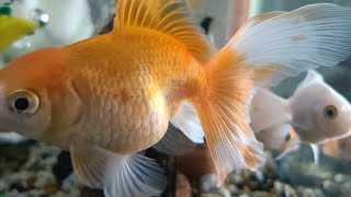 Gold Fish #aquarim setup #fish lover #relaxing #update #livestrem #ASMR