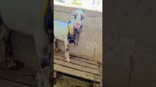 Quality teeda ❤️ #pinknose #subscribe #goatlovers #goatfarming #vlog #pets