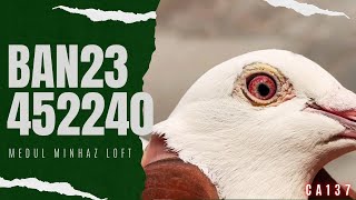 🇧🇩 BAN23-452240 V✨"WHITE GRIZZLE"✨FAMOUS GREIPEL✨PYTHON✨ KITTEL LINE✨WON-23RD BOGRA✨✨