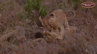 Cute Lion Cubs’ Playtime