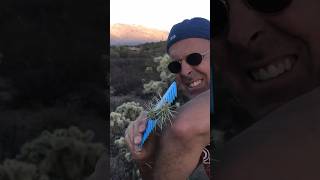 Roving jumping cactus spines #cactus #lifehacks