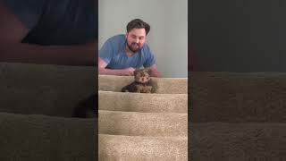 Twix’s first time up the stairs. Well almost. #fyp #Twixtheshorkie #puppy