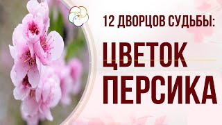 12 ДВОРЦОВ СУДЬБЫ: Цветок Персика в 12 Дворцах Судьбы человека