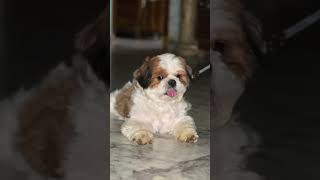 మిమ్మల్ని ఎక్కడో చూసినట్టుందండి😂🤯#funny #shiztzu #doglover #grooming #funnyshorts #memes #shorts