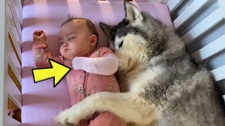 Baby Refuses To Sleep In Her New Crib Without Her Husky