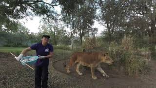 Cameron Lion Getting Fed 3D