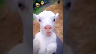 cute 🥰 funny video 😂