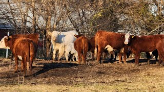 Getting cattle ready for the winter