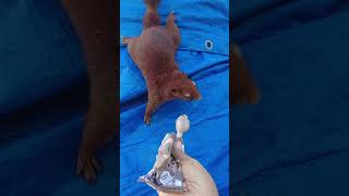 Squirrel Feeding Ice-Cream 🇹🇭 กระรอกกินไอติม #shorts #short #thailand #squirrel #pattaya