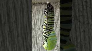 Monarch caterpillar to chrysalis timelapse