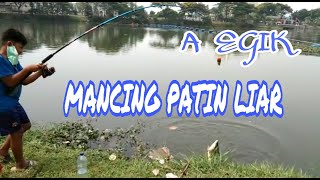 mancing patin pakai umpan jitu