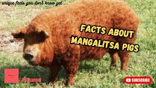 5 Facts About Mangalitsa Pigs, Unique facts you don't know yet…