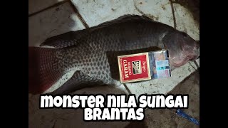 Mancing ikan nila di sungai Brantas||dapat babon