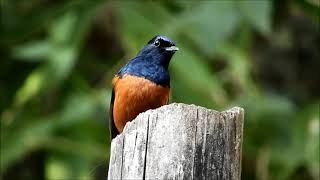 white rumped shama