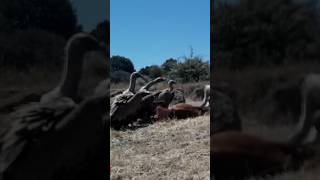 🦅El rancho 🍲#nature #animals #vultures #shots