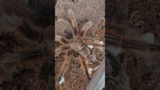 Our 10 year old Chile rose tarantula....wincey