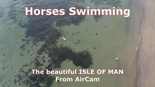 Horses Swimming - The Beautiful Isle of Man - Jewel in the Irish Sea - by  Air Cam Drone