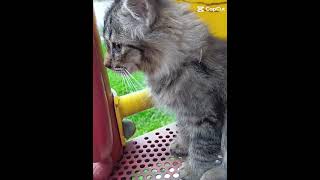 KUCING NYA SERIUS AMAT....ha...ha....# kucing# lucu# ngakak# viral