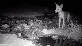 Red fox lost one eye - ڕێوی، چاوێکی لەدەستداوە