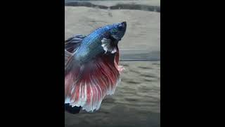 Beta Fish Show Underwater