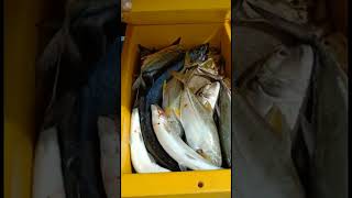 KM singa laut hasil mancing5 box penuh